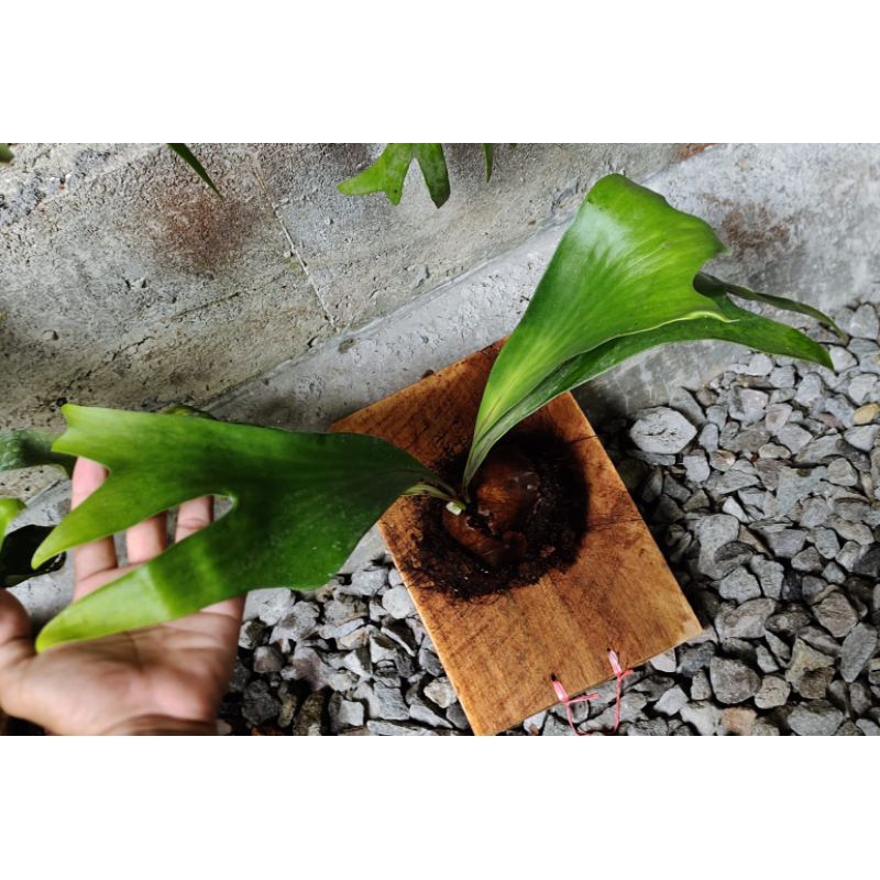 Platycerium Hillii Wide