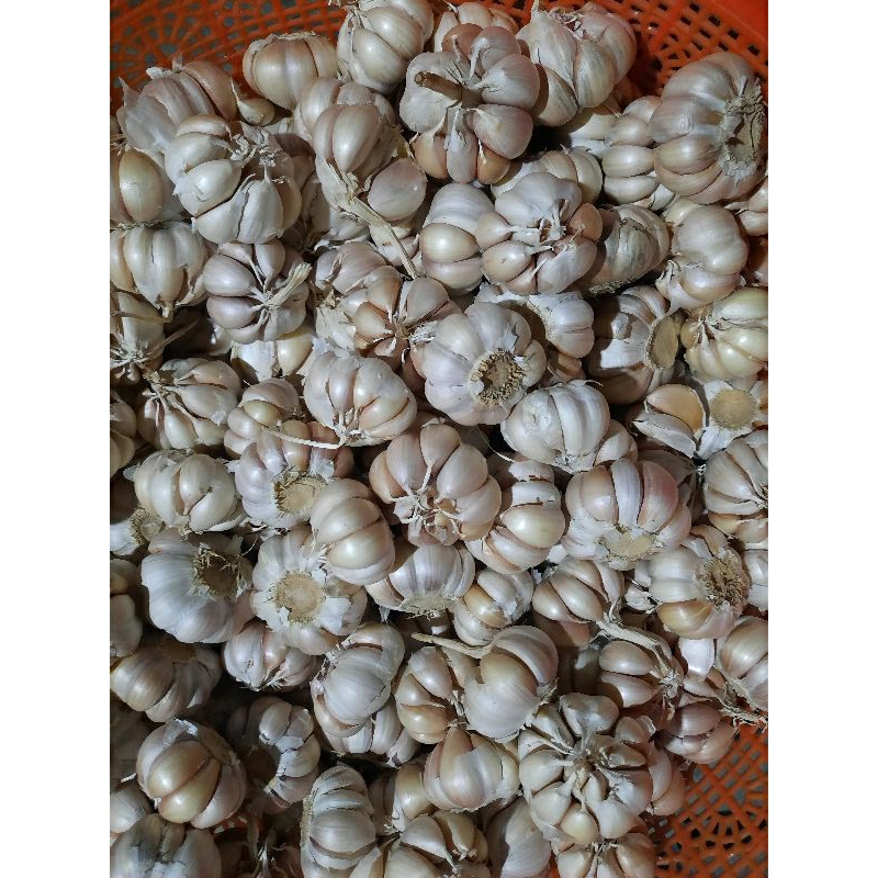 

Bawang putih per kg