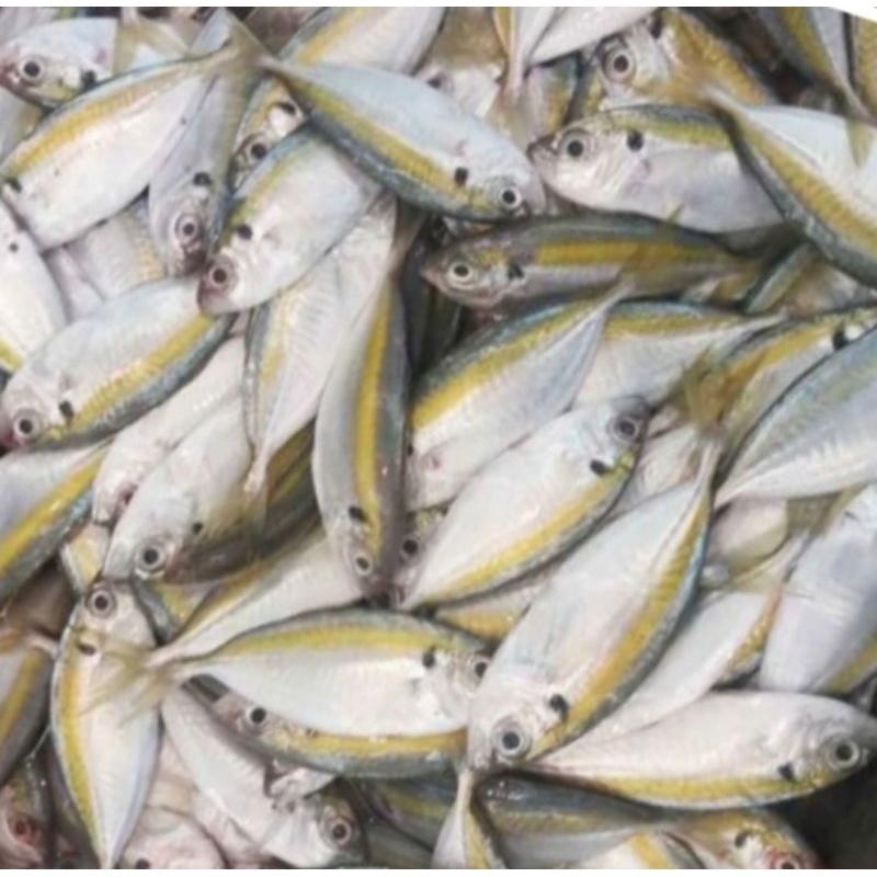 

Ikan selar kuning 500 gr - 1 kg segar
