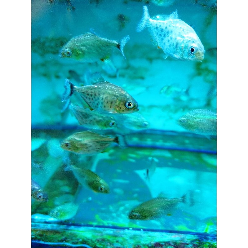 Red Belli Piranha / RBP