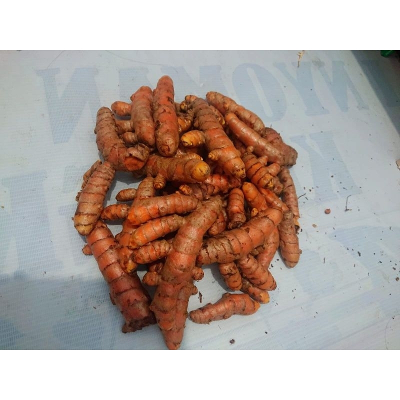 

Kunyit/kunir segar 1kg Murah