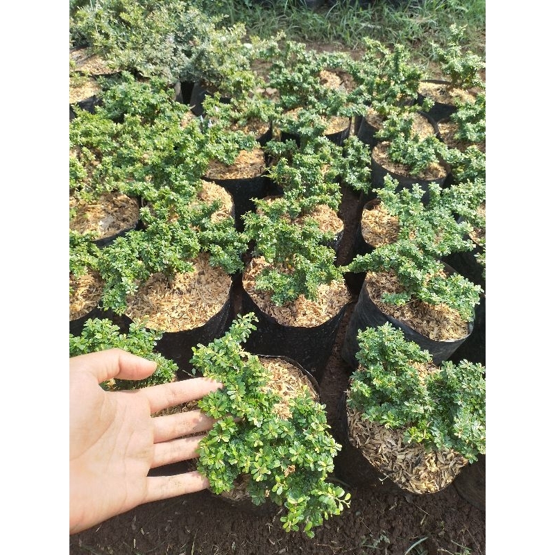 saeng simbur thailand super mikro bunga ungu