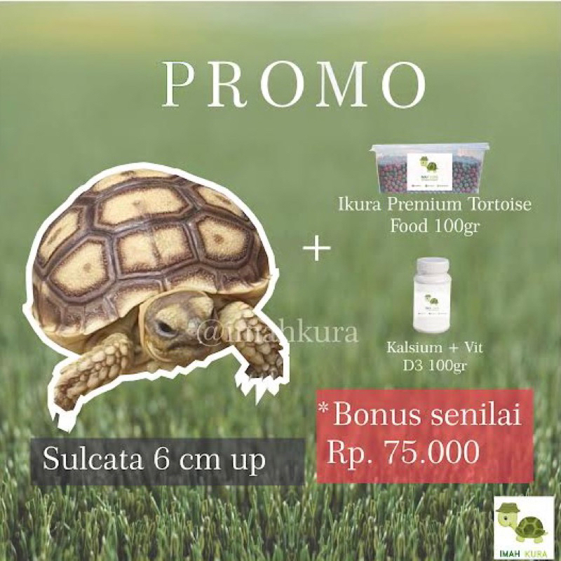 Sulcata 6cm up free pelet 100gr + free kalsium 100gr