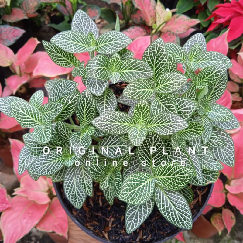 Tanaman hias indoor fitonia mini