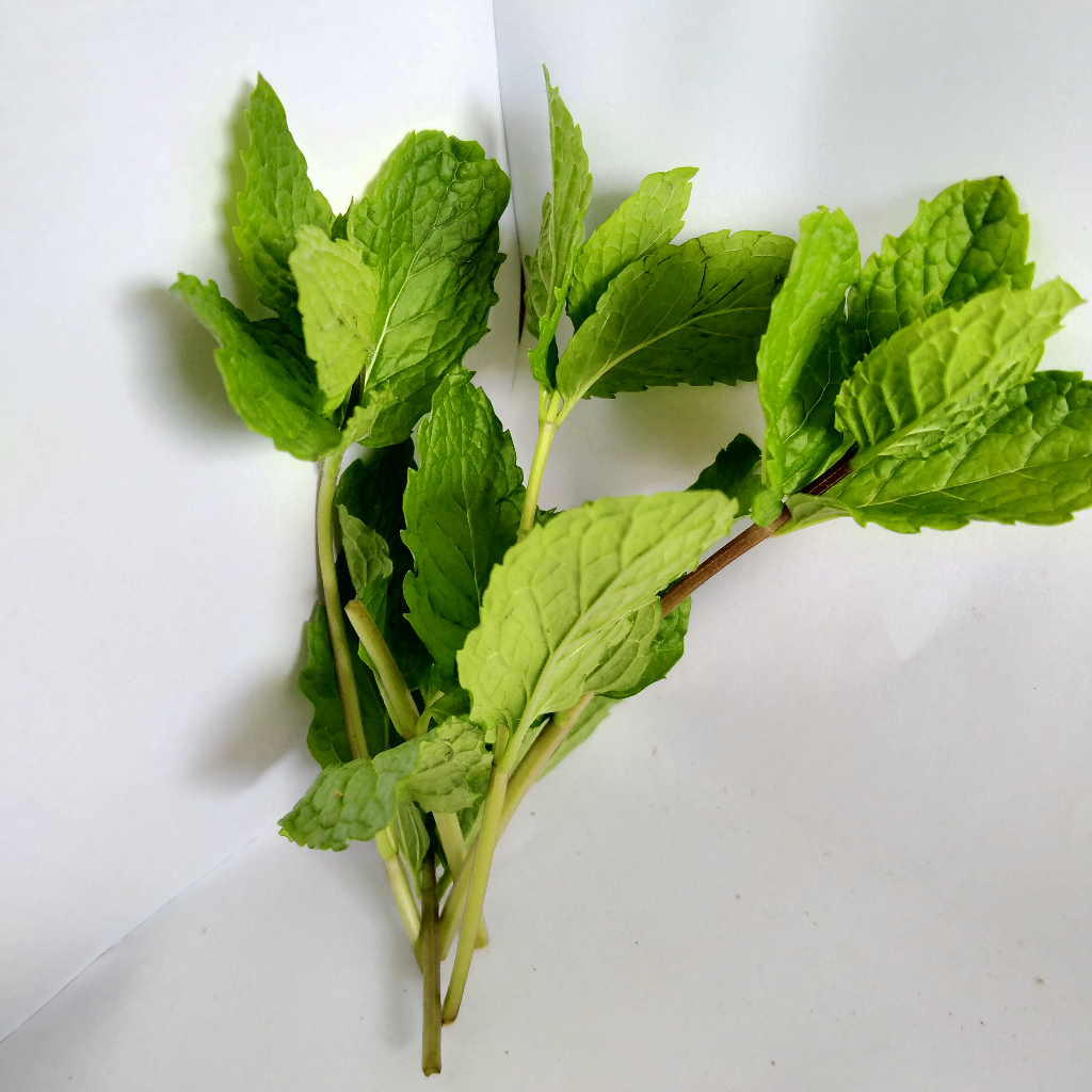 

jual daun mint fresh 1 kg