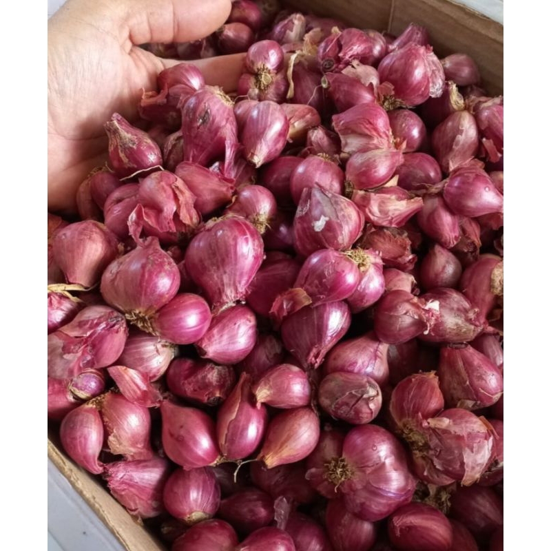 

BAWANG MERAH SUPEER PRO