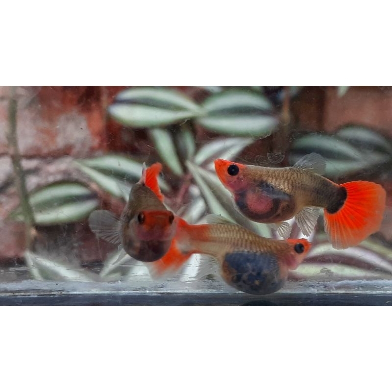 guppy tuxedo koi glassbelly short body