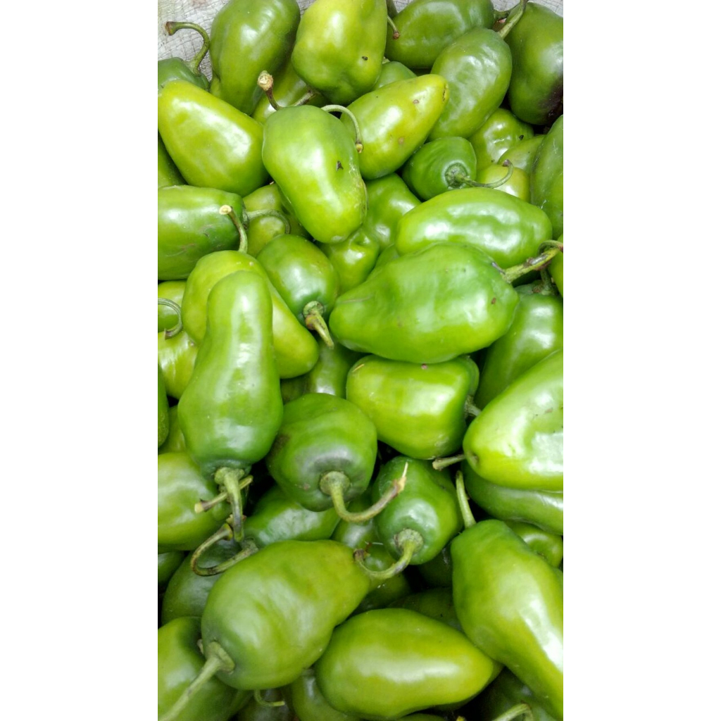 

jual cabe gendot hijau 1kg fresh