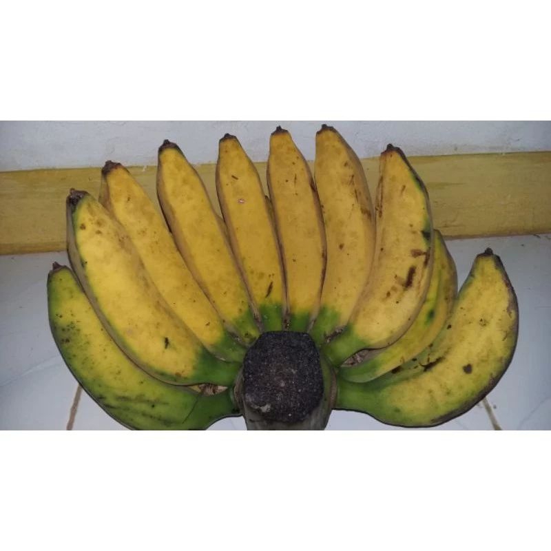 Pisang rojo pisang raja gedang rojo 1 lirang