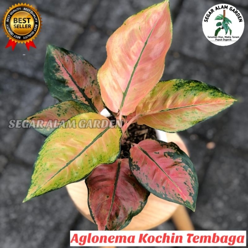Tanan Hias Aglonema Kochin Monvori - Kochin Tembaga
