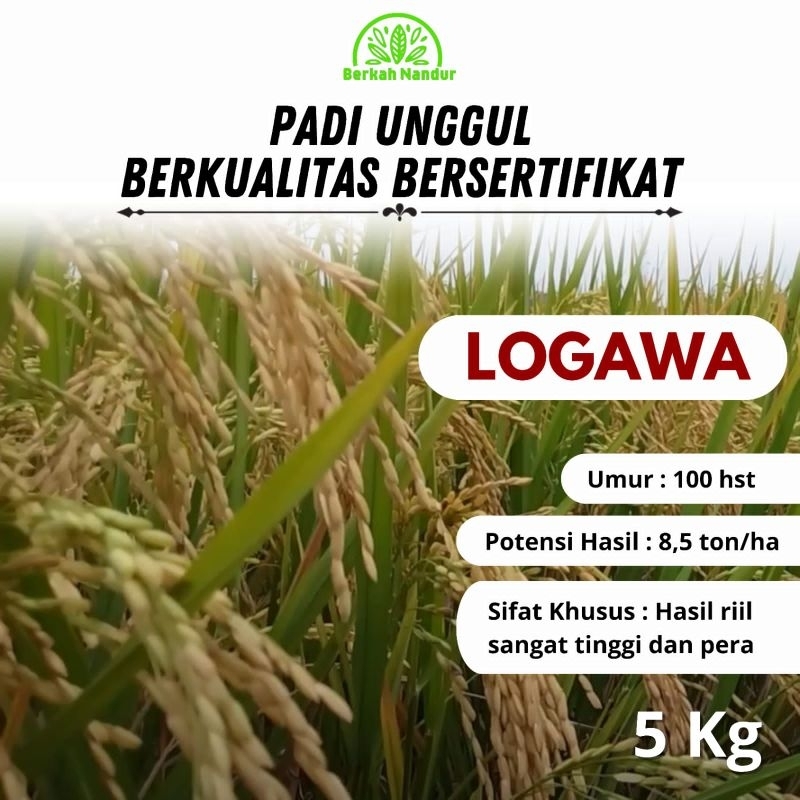 Benih Padi Logawa 5 kg Unggul Berkualitas Padi Unggul