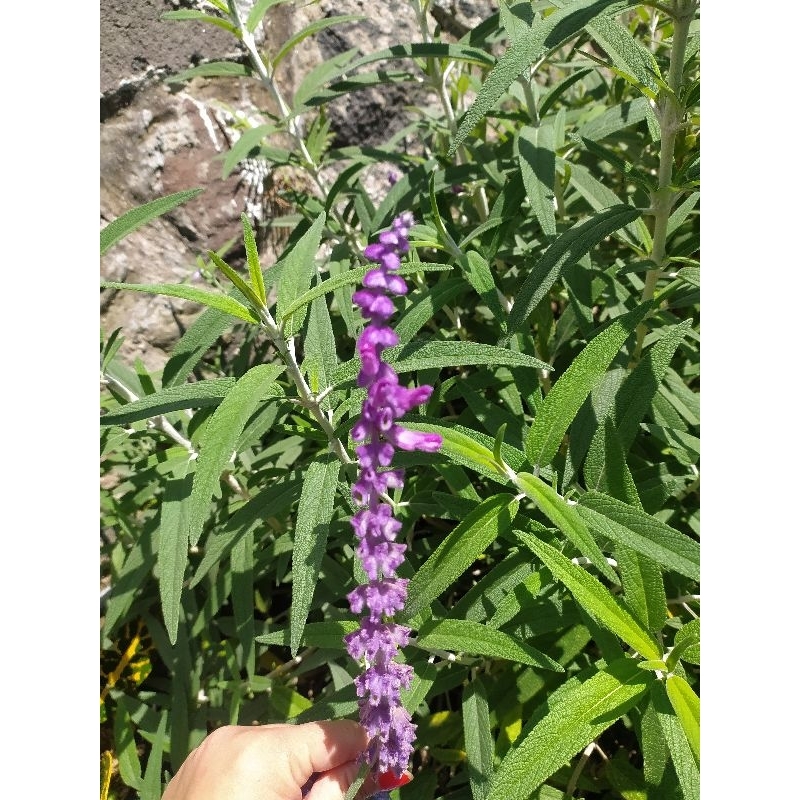 Tanaman Bunga Lavender Gold Creek ( Lavender Asli ) - Bibit Tanaman Hias Bunga Lavender