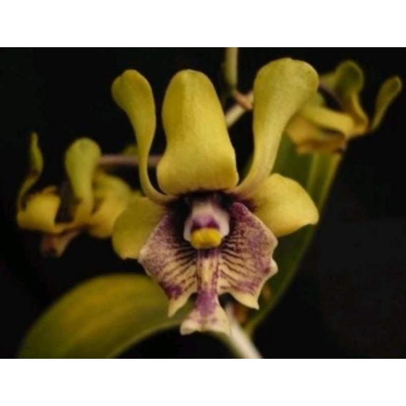 Anggrek Dendrobium Violaceoflavens/Anggrek Besi Remaja