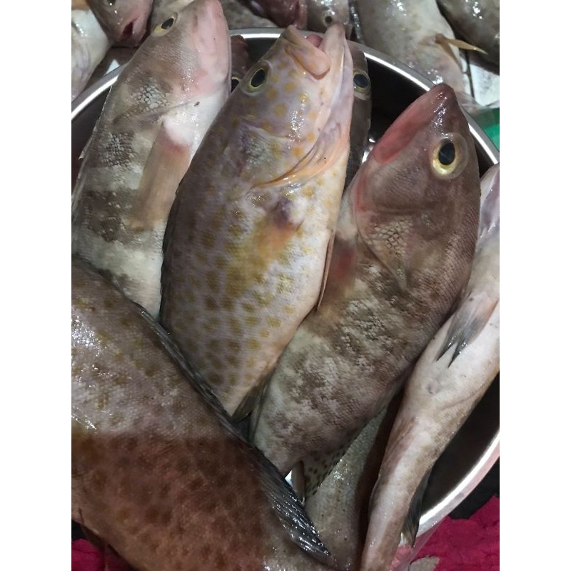 

IKAN KERAPU SEDANG 1KG FRESH FROZEN