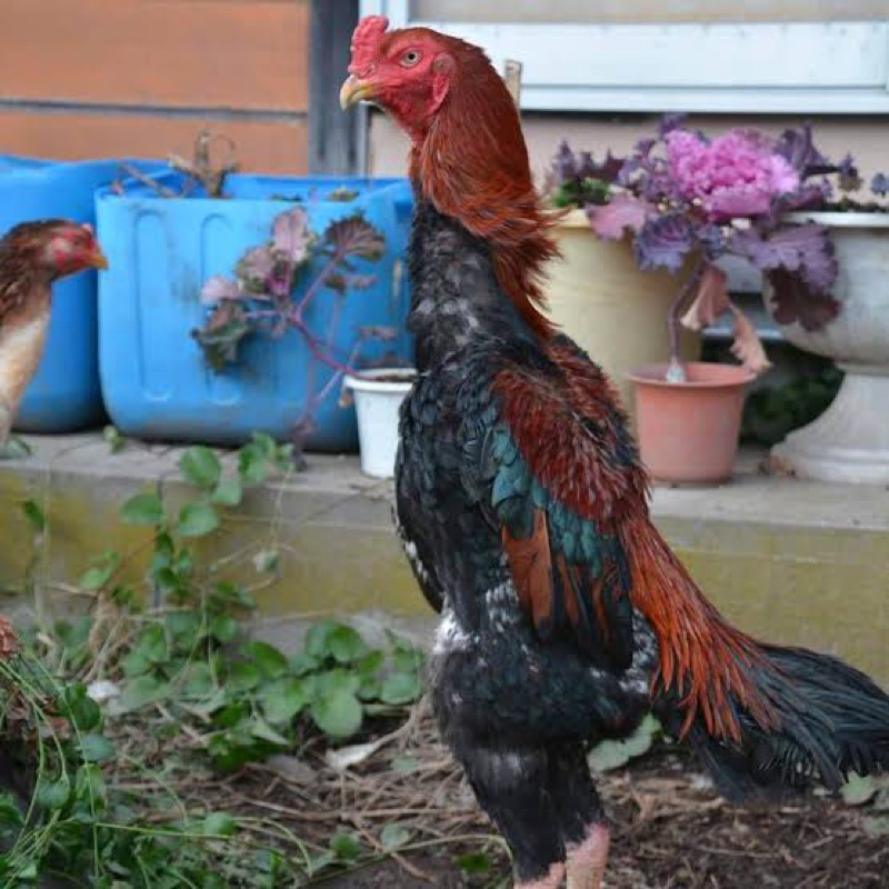 

telur ayam shamo japan untuk di tetaskan