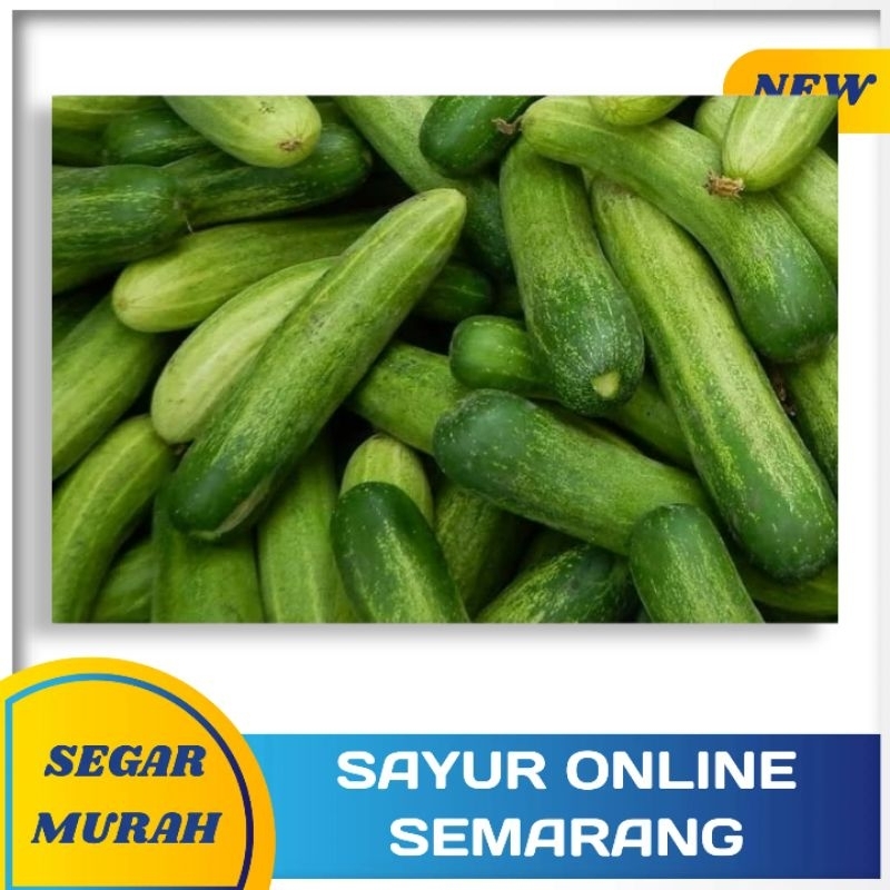 

TIMUN BABY DUNIA SEGAR