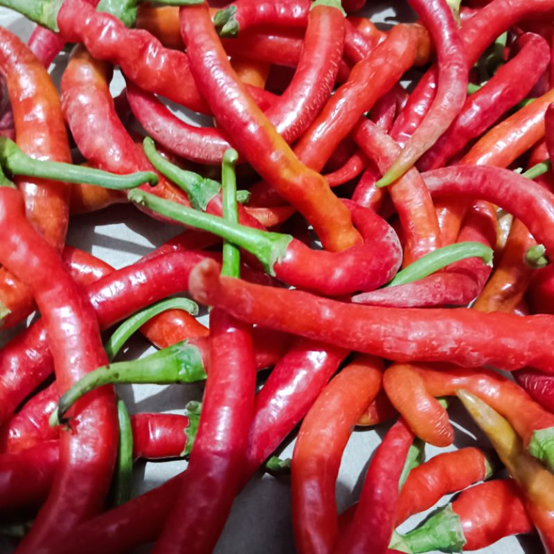 

cabe merah keriting asli jateng