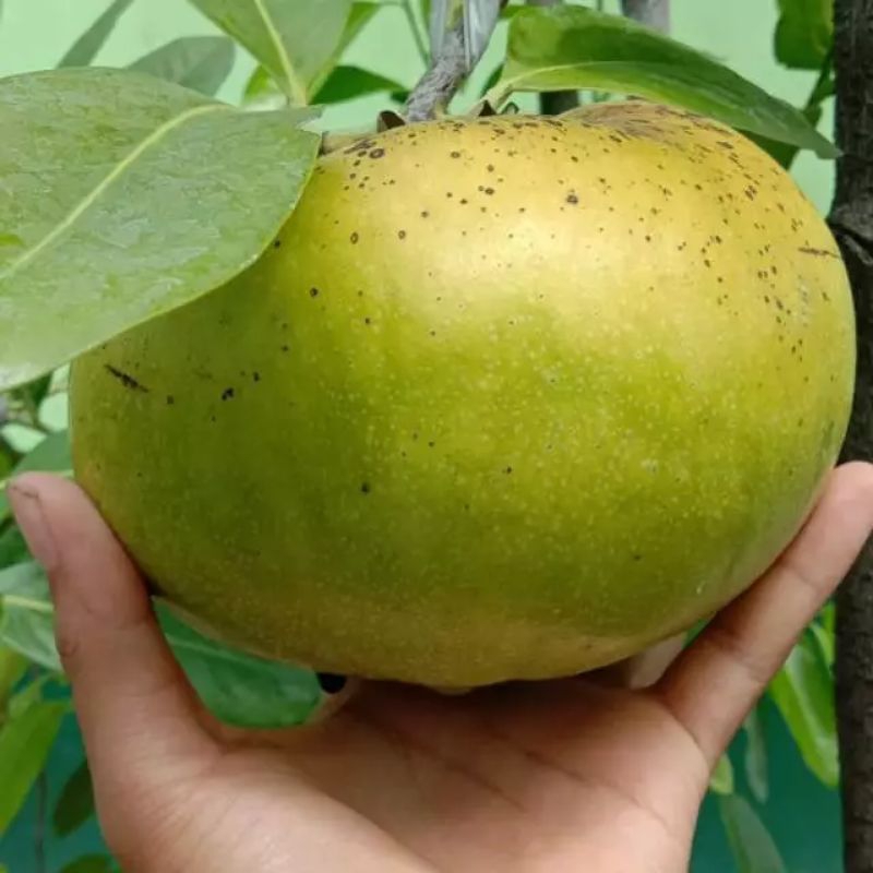 Bibit Black Sapote Jumbo Cepat Berbuah
