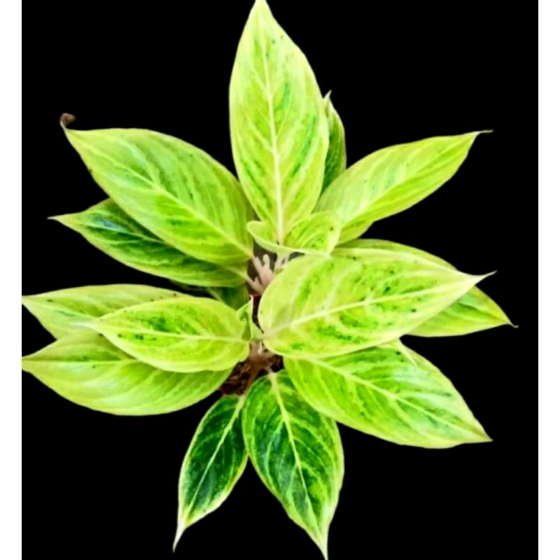 Aglonema White Lipstik