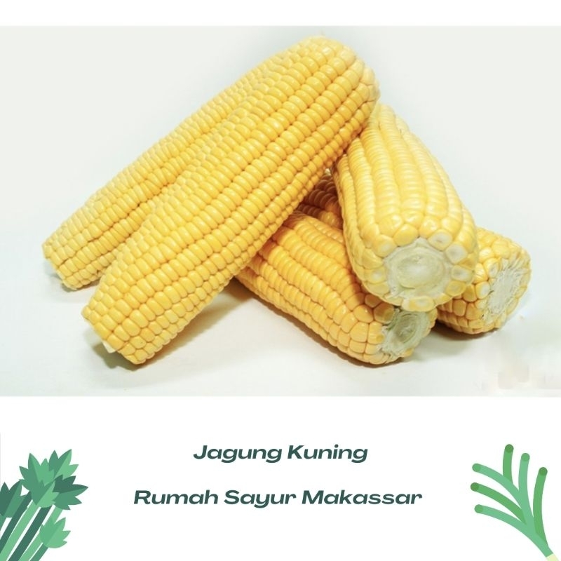 

jagung manis