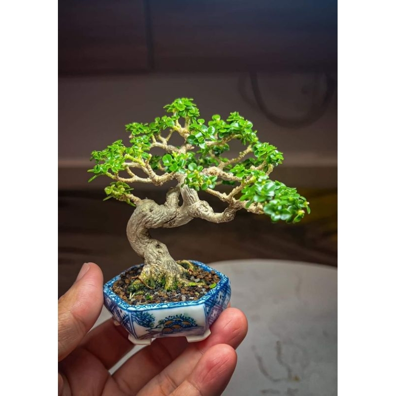 bonsai Sancang mini hidup