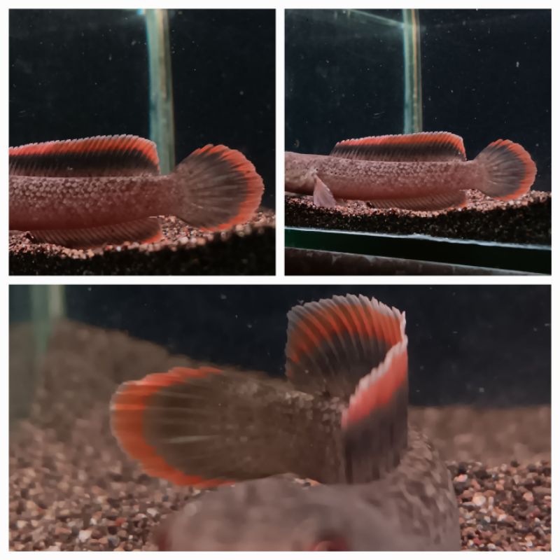 LIMBATA CB RIM TEBAL [C.O.D]