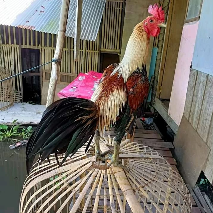 TELUR AYAM BIRMA 1