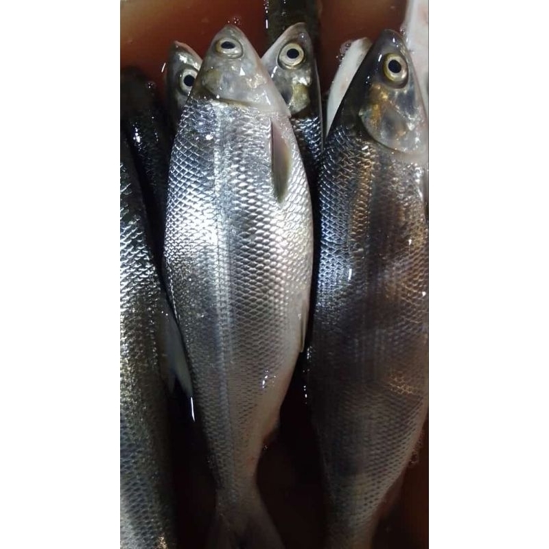 

ikan bandeng segar bijian
