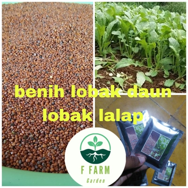 benih lobak daun lobak lalap 1000 butir
