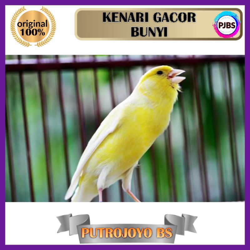 BURUNG KENARI JADI BUNYI GACOR DOR WARNA BAGUS SIAP LOMBA LOKAL SUPER AF