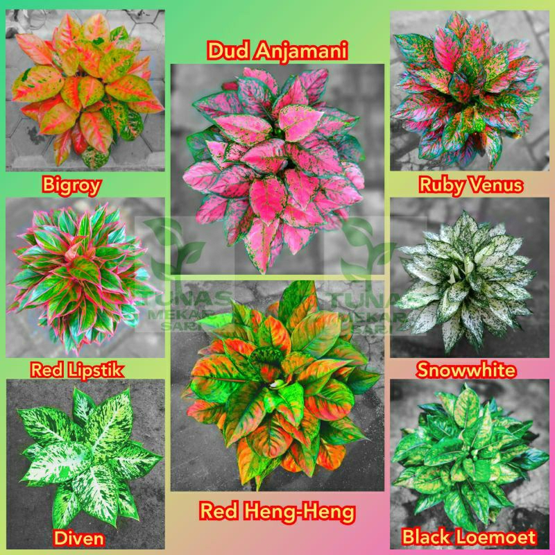 BUNGA AGLONEMA ISI 8 JENIS UKURAN DEWASA