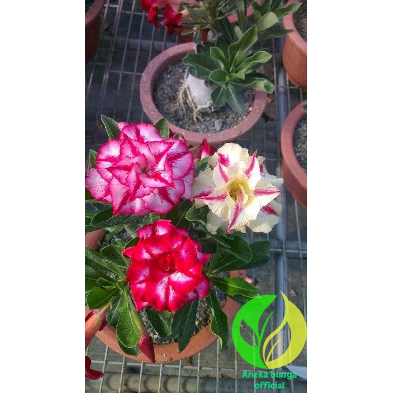Tanaman hias bunga adenium tumpuk cabang seribu tiga warna / bunga Kamboja jepang tumpuk adenium cab