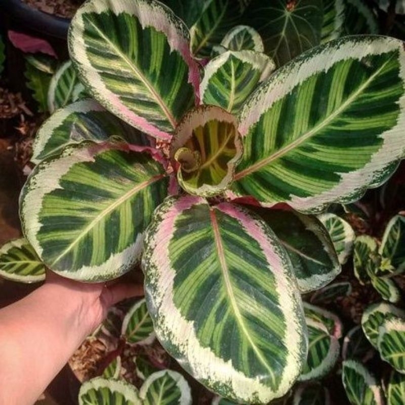 Tanaman hias calathea angela - Calathea Angela