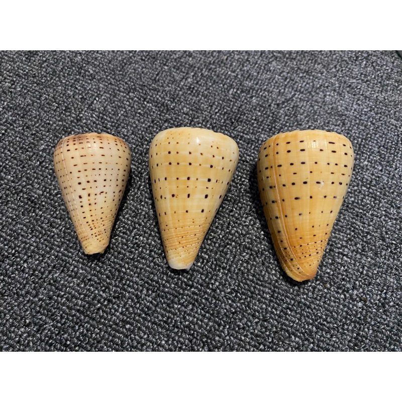 CANGKANG KERANG CONUS BETULINUS