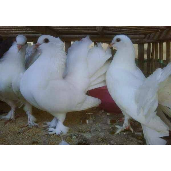 TELUR BURUNG MERPATI HIAS / TELUR BURUNG DARA HIAS KIPAS AF UNTUK DI TETASKAN