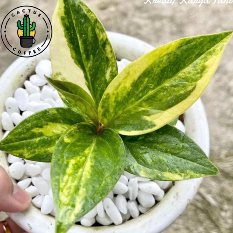 PROMO Tanaman hias anthurium jemani varigata - Jemani cobra varigata - Tanaman Hias Hidup Jemani Var