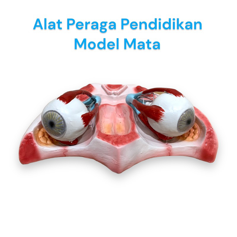 

Torso Model Mata Manusia Sepasang[ Alat Peraga Anatomi Biologi]