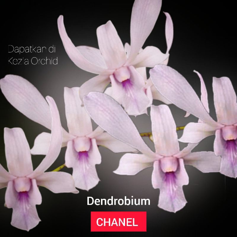 Koleksi Anggrek Jadulan: Dendrobium Mirip Capung: Dendrobium Chanel / Channel, Dendrobium Dian Agrih