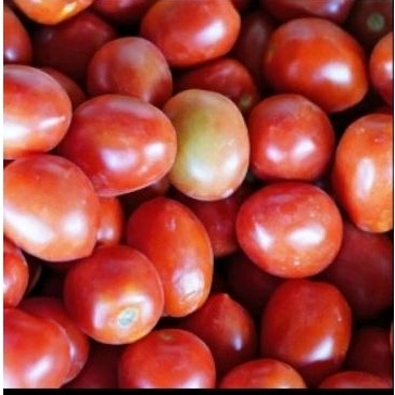 

Tomat Super Segar