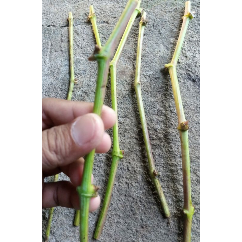 PAKET ENTRES ANGGUR BANYAK VARIAN NINGRAT