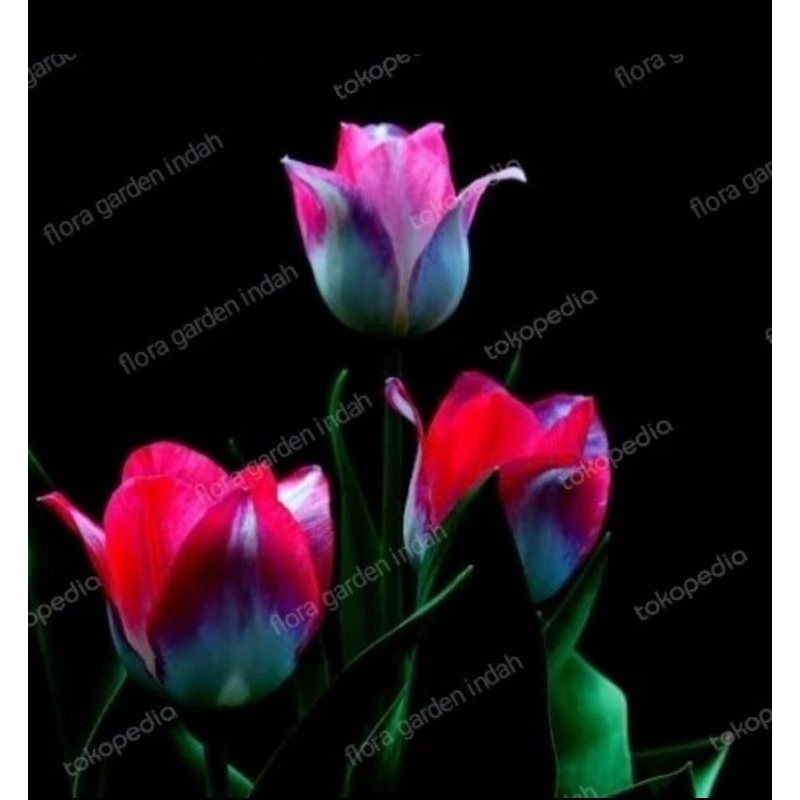 tanaman hias umbi tulip import bunga pelangi bukan benih