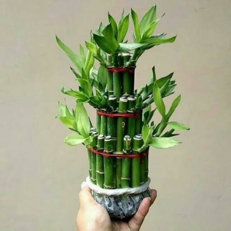 Bambu Hoki 3 Tingkat / Bambu Cina / Bambu China ( Tanpa Media Tanpa Media Air )