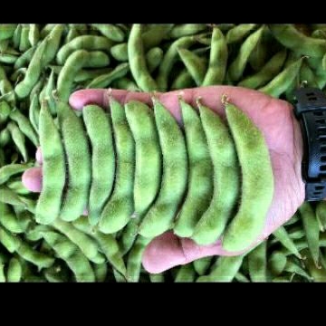 

Kacang Edamame