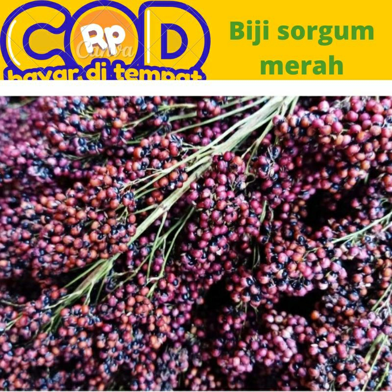 

biji jagung cantel/sorgum isi 100 biji