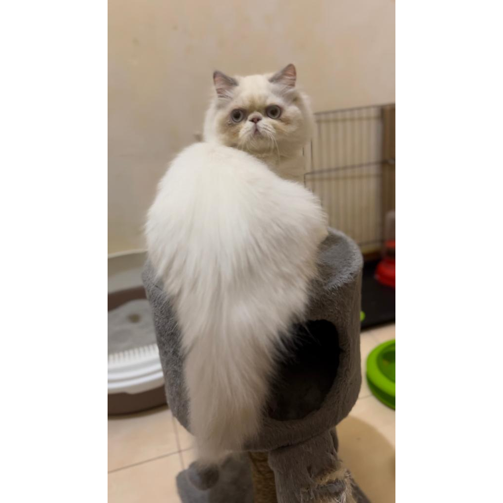 kucing persia ragdoll peaknose longhair - NM02