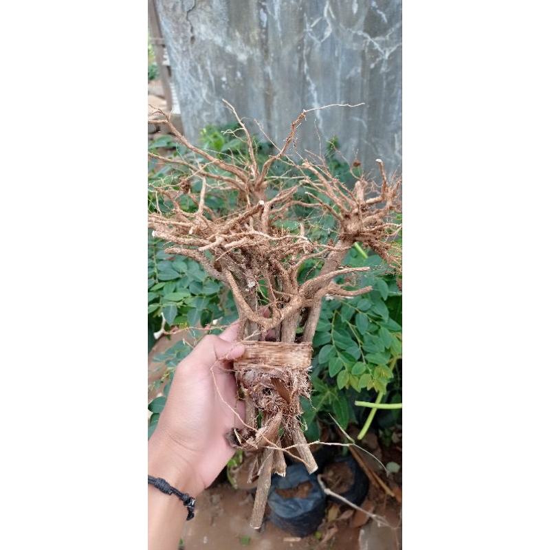 Akar senggani harendong ukuran L/akar senggani aquascape/akar senggani harendong