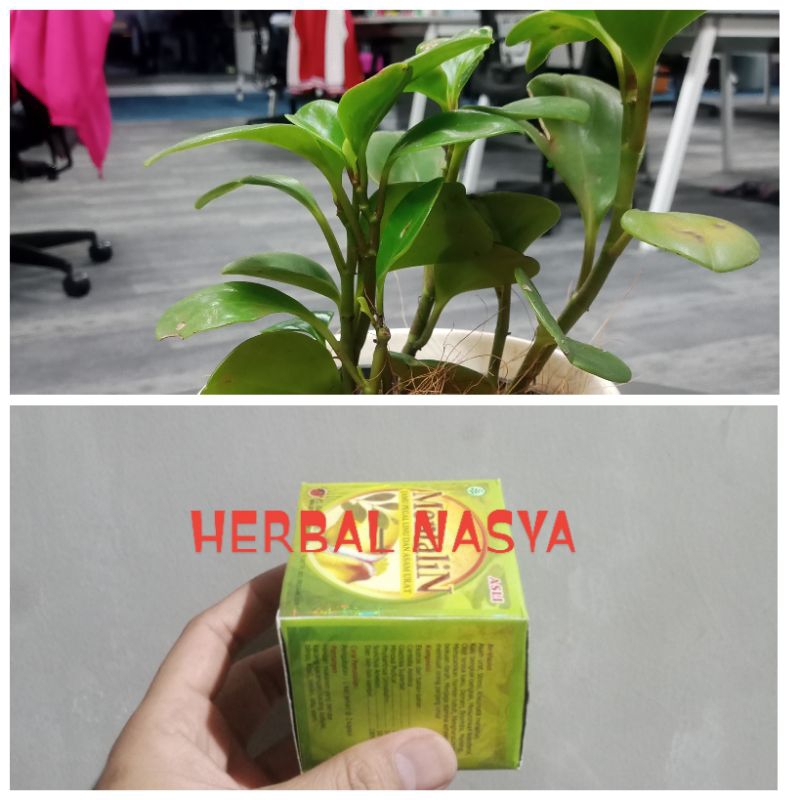 

PROMO MONTA LINE BERLOGO ASLI