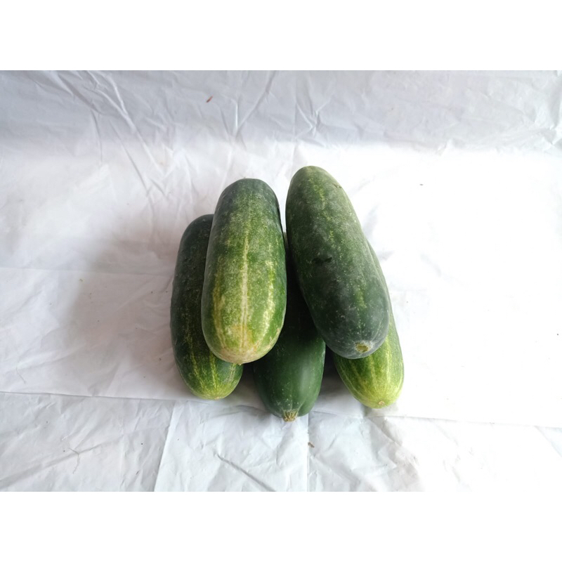 

TIMUN KECIL /kg