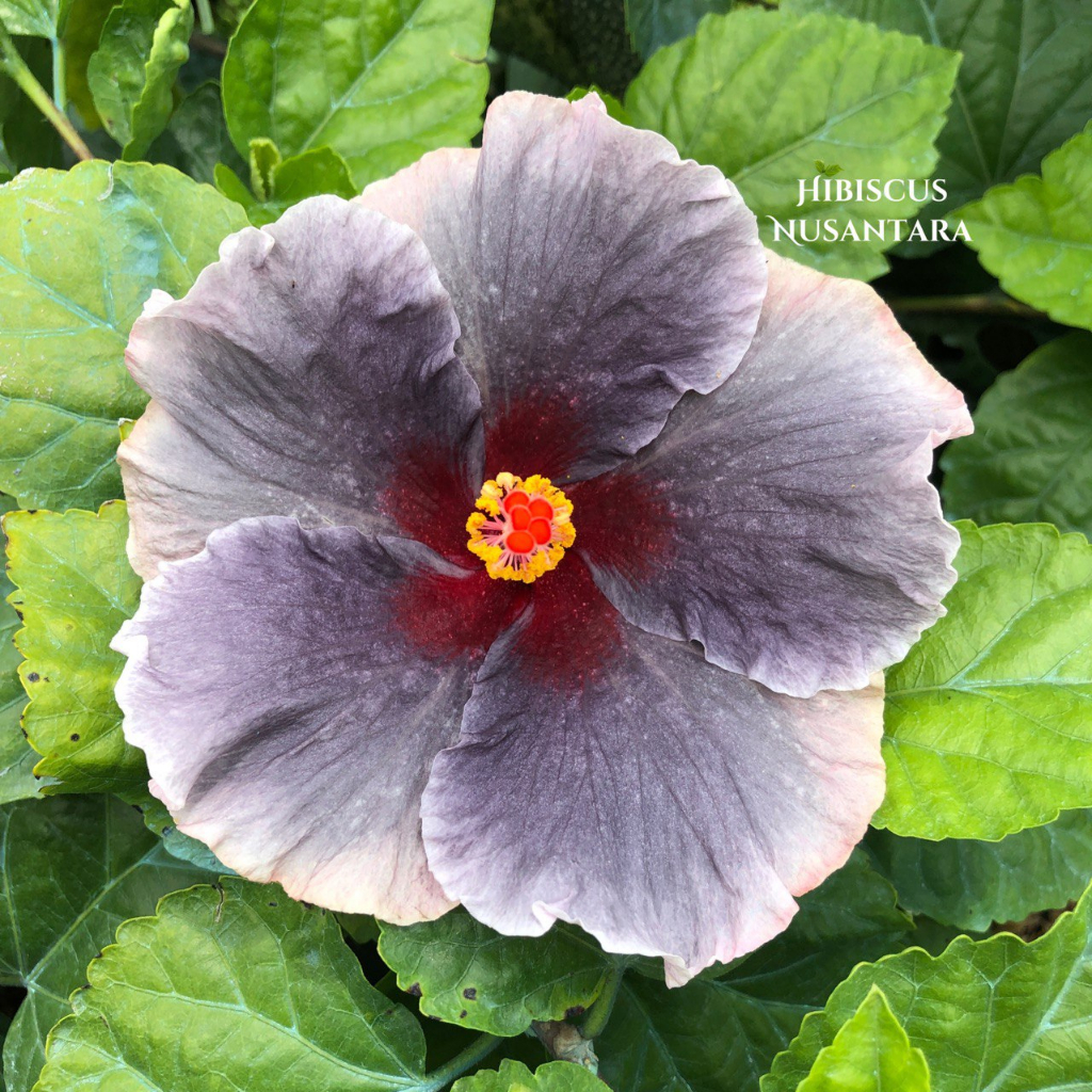 Tanaman hibiscus nos draculaness ungu hibiscus nusantara CODE 10