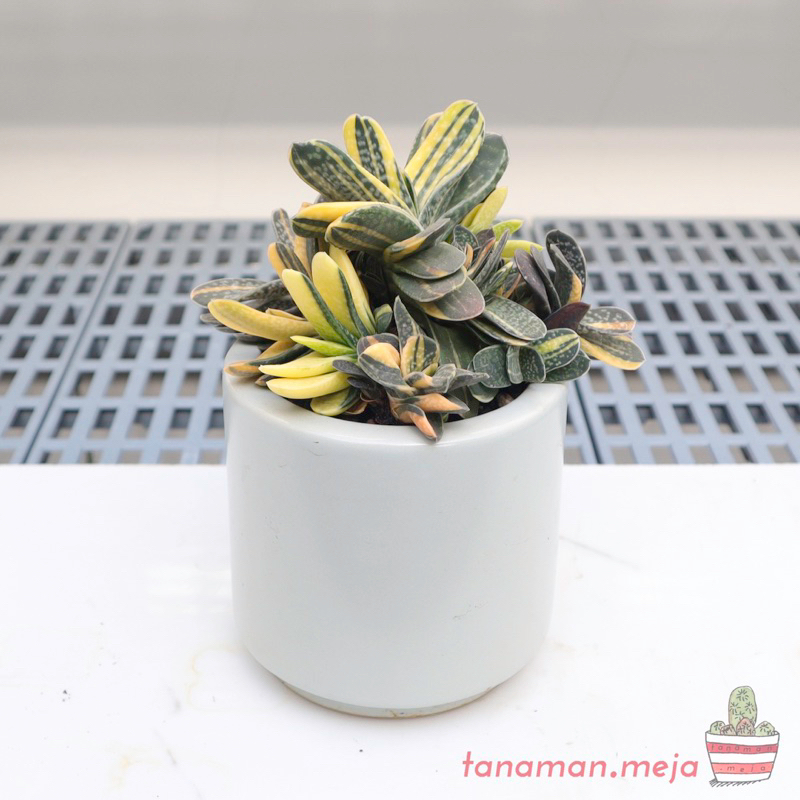 Gasteria Cluster Variegata